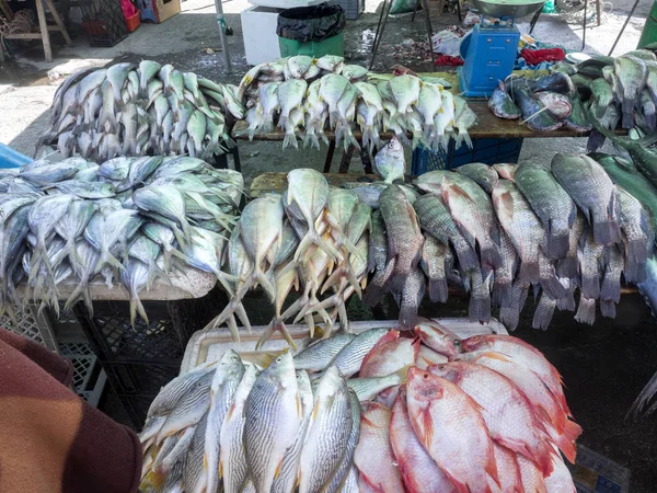 Oferta Rica Peixe Mercado Quito Equador — Fotografia de Stock