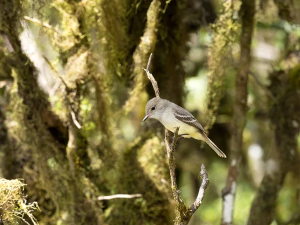 Blackpoll Warbler Dendroica Striata Albero Una Foresta Montagna San Christobal — Foto Stock