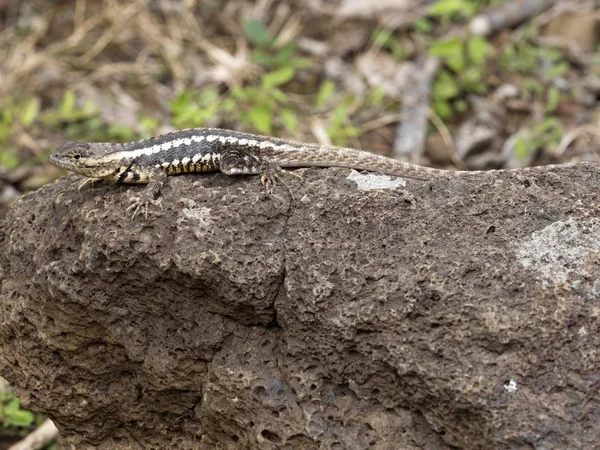 Сан Крістобаль Лави Ящірка Microlophus Bivittatus Прогрівають Камінь Сан Крістобаль — стокове фото