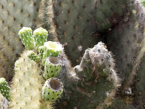 Blooming Opuntia Echios Barringtonensis Endemic Galapagos Santa Cruz Galapagos Ecuador — стоковое фото