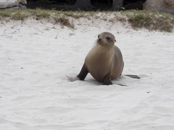 Sea Lion Zalophus Californianus Wollebaeki Courant Sur Plage Appelant Mère — Photo