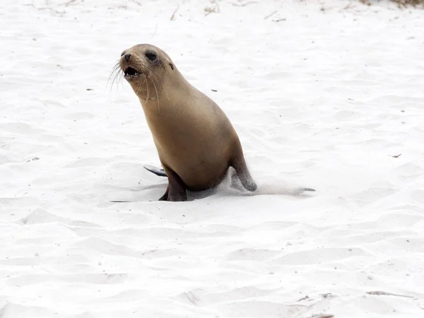 Sea Lion Zalophus Californianus Wollebaeki Courant Sur Plage Appelant Mère — Photo