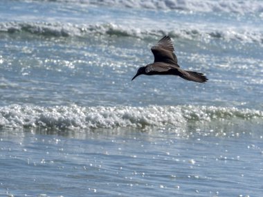 Noddy, Anous stolidus galapagensis kahverengi, koyu, Santa Cruz, Galapagos, Ekvador balık.