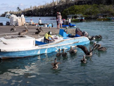 Ppuerto Alora, Santa Cruz, Glapagos, Ekvator - Kasım 23st Mayıs 2017 Pelikan balıkları balıkçı, liman Puerto Arona, Santa Cruz, Galapagos, Ekvador tarafından bekliyor... Kasım 23st 2017