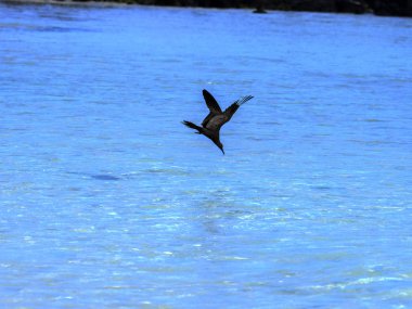 Noddy, Anous stolidus galapagensis kahverengi, koyu, Santa Cruz, Galapagos, Ekvador balık.
