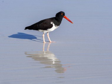 Amerikan oystercatcher, Haematopus palliatus, balık kabuklu kum, Santa Cruz, Galapagos, Ecuador.