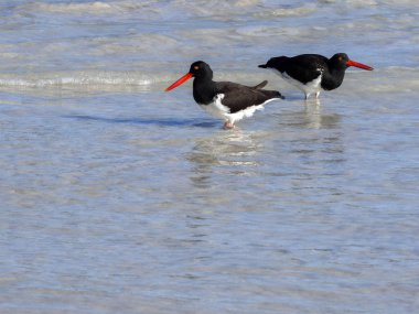 Amerikan oystercatcher, Haematopus palliatus, balık kabuklu kum, Santa Cruz, Galapagos, Ecuador.