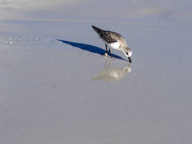 Calidris pusilla, Semipalmated kum kuşu