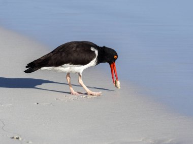 Amerikan oystercatcher, Haematopus palliatus, balık kabuklu kum, Santa Cruz, Galapagos, Ecuador.