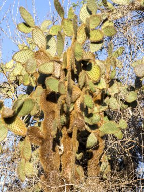 Bir endemik Galapagos, Santa Cruz, Galapagos, Ekvador yüksek Opuntia echios barringtonensis olduğunu.