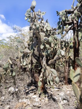 Bir endemik Galapagos, Santa Cruz, Galapagos, Ekvador yüksek Opuntia echios barringtonensis olduğunu.