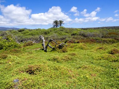 kıyı biyotop Island Santa Cruz, Galapagos, Ecuador.