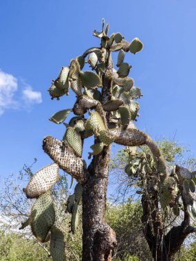 Bir endemik Galapagos, Santa Cruz, Galapagos, Ekvador yüksek Opuntia echios barringtonensis olduğunu.