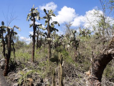 Bir endemik Galapagos, Santa Cruz, Galapagos, Ekvador yüksek Opuntia echios barringtonensis olduğunu.