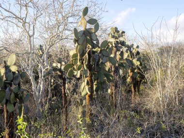 Galapagos, Santa Cruz, Galapagos, Ekvator bir endemik Opuntia echios barringtonensis yoğun büyüme olduğunu.
