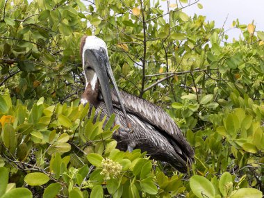 Kahverengi Pelikan, Pelecanus occidentalis Yargıç, Galapagos, Santa Cruz, Ekvador yaşayan bir alt türü olan.