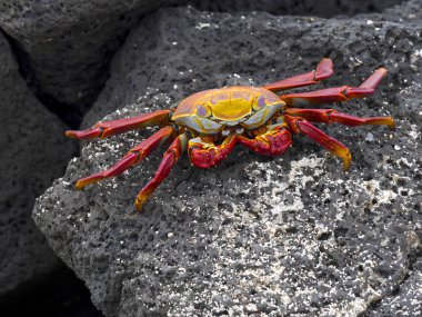 Kırmızı rock yengeç, Grapsus grapsus, galapagos çok bol olduğunu. Santa Cruz Adası Galapagos Milli Parkı'nda, Ekvator