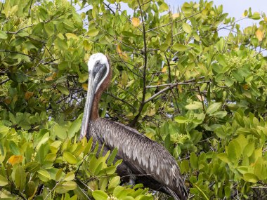 Kahverengi Pelikan, Galapagos, Santa Cruz, Ekvador denizde üzerinde mangrov üzerinde oturan Pelecanus occidentalis Yargıç,.