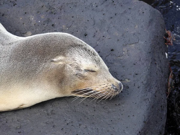 Портрет Морський Лев Zalophus Californianus Wollebaeki Пляжі Сан Крістобаль Галапагоські — стокове фото