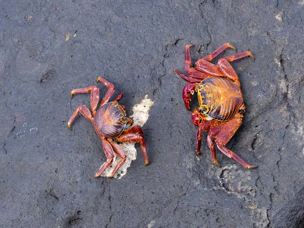 Červený Krabí Rock Grapsus Grapsus Velmi Hojné Galapagos San Cristobal — Stock fotografie