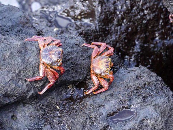 Crabe Commun Grapsus Grapsus Est Très Abondant Dans Les Galapagos — Photo