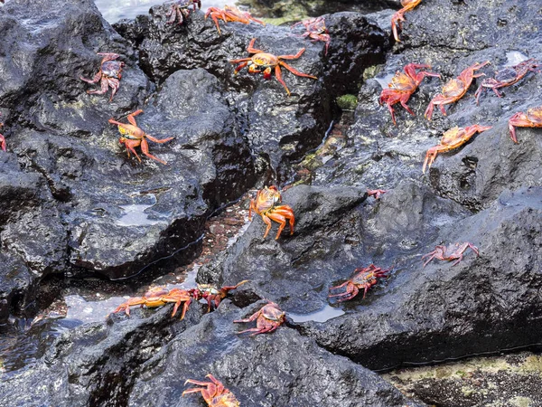 Červený Krabí Rock Grapsus Grapsus Velmi Hojné Galapagos San Cristobal — Stock fotografie