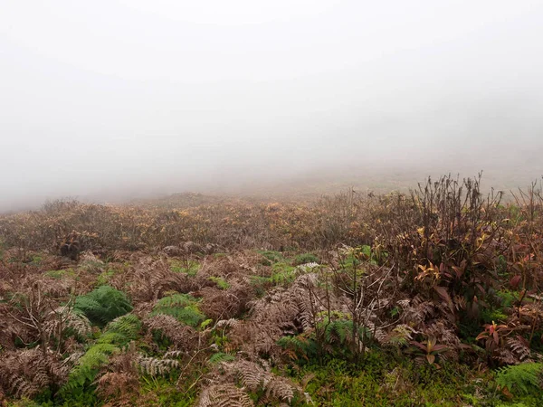 Junco Yanardağ Siste San Cristobal Galapagos Ecuador — Stok fotoğraf