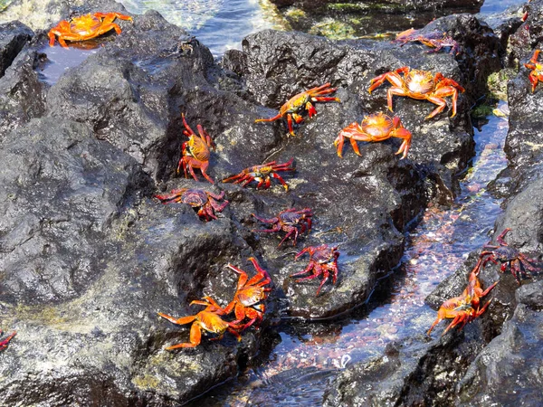 Červený Krabí Rock Grapsus Grapsus Velmi Hojné Galapagos San Cristobal — Stock fotografie