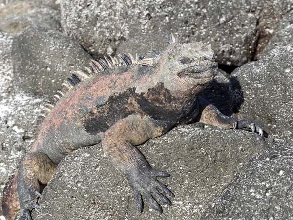 Portrét Bizarní Leguán Mořský Amblyrhynchus Cristatus Hassi Santa Cruz Galapágy — Stock fotografie