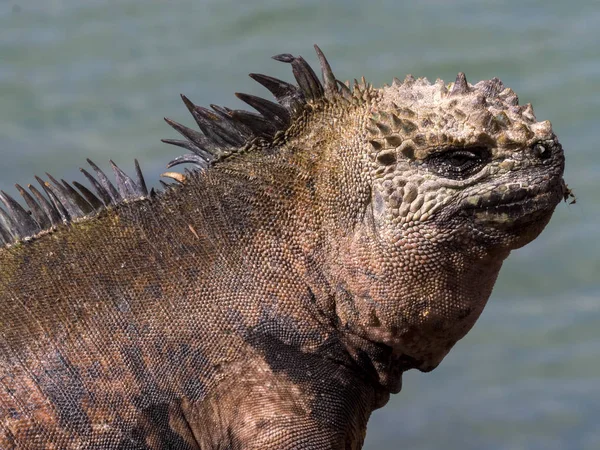 Portrait of the bizarre Marine Iguana, Amblyrhynchus cristatus hassi, Santa Cruz, Galapagos, Ecuador