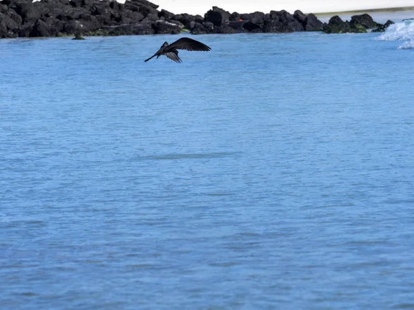 Brown Noddy Anous Stolidus Galapagensis Peces Bahía Santa Cruz Galápagos — Foto de Stock