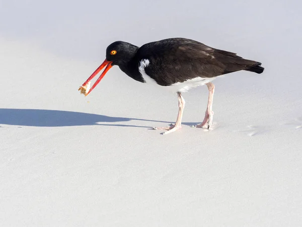 미국의 Haematopus Palliatus 갑각류 크루스 갈라파고스 에콰도르에 물고기 — 스톡 사진