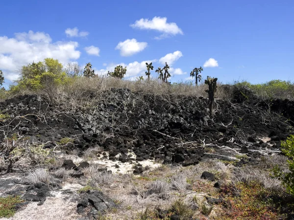 Biotopo Costiero Dell Isola Santa Cruz Galapagos Ecuador — Foto Stock