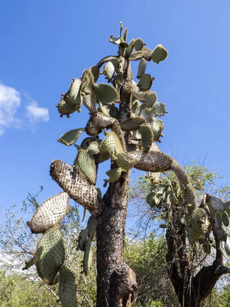 Opuntia Echios Barringtonensis Una Especie Endémica Galápagos Santa Cruz Galápagos — Foto de Stock