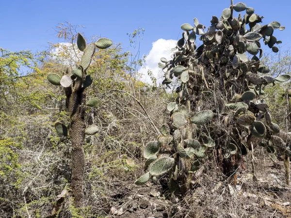 Opuntia Echios Barringtonensis Una Especie Endémica Galápagos Santa Cruz Galápagos — Foto de Stock