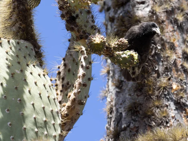Földi Kaktuszpinty Darwin Scandens Enni Kaktusz Virág Santa Cruz Szigetén — Stock Fotó