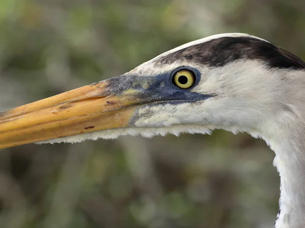 Porträt Eines Großen Blaureihers Ardea Herodias Santa Cruz Insel Galapagos — Stockfoto