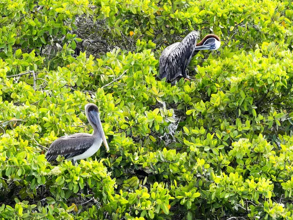 Brauner Pelikan Pelecanus Occidentalis Urinator Sitzend Auf Mangroven Über Dem — Stockfoto