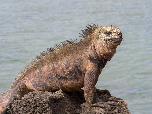 Marine Iguana Amblyrhynchus Cristatus Hassi Island Santa Cruz Very Abundant Stock Picture