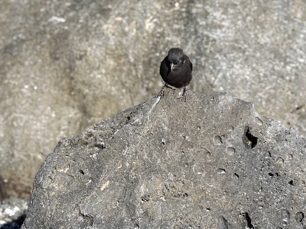 Mužské Polohrubé Finch Geospiza Fortis Písečné Pláži Tortuga Bay Santa — Stock fotografie