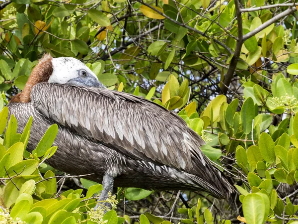 Brown Pelican, Pelecanus occidentalis urinator, resting on mangrove vegetation Galapagos, Santa Cruz, Ecuador.