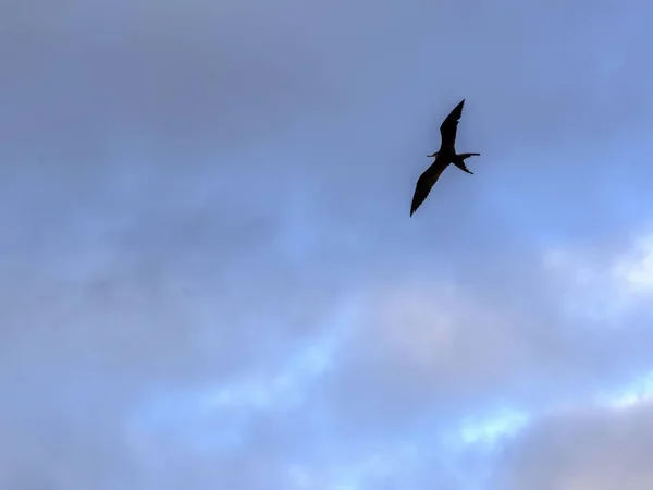 Magnificent Frigatebird Flight Santa Cruz Ilhas Galápagos Equador — Fotografia de Stock