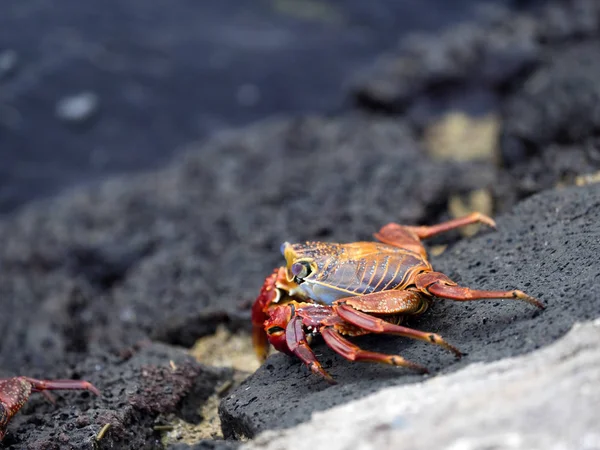 Červený Krabí Rock Grapsus Grapsus Velmi Hojné Galapagos Santa Cruz — Stock fotografie