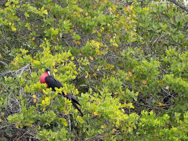 Maschio Fregata Magnificens Magnifico Frigatebird Rami Mangrovia Santa Cruz Galapagos — Foto Stock