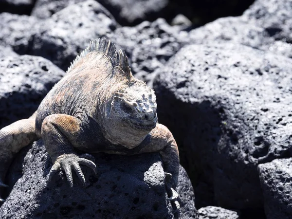 Portrait Bizarre Marine Iguana Amblyrhynchus Cristatus Hassi Santa Cruz Galapagos Stock Image