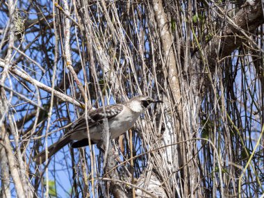 Galapagos Mockingbird, Nesomimus parvulus, dalları, Santa Cruz, Galapagos Adaları, Ekvador gıda arıyorsunuz