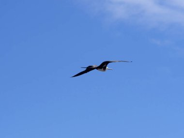Muhteşem frigatebird uçan, Fregata magnificens, Kuzey Seymour Galapagos, Ecuador