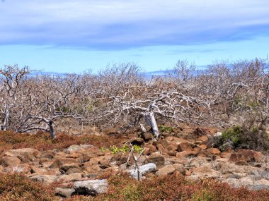 pitoresk küçük adanın kuzey, Galapagos, Ekvador sahillerinin