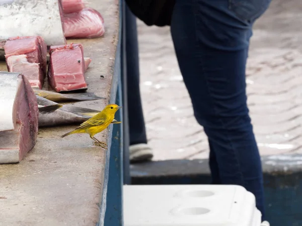 Male Yellow Warbler Dendroica Petechia Procura Comida Mercado Peixe Santa — Fotografia de Stock