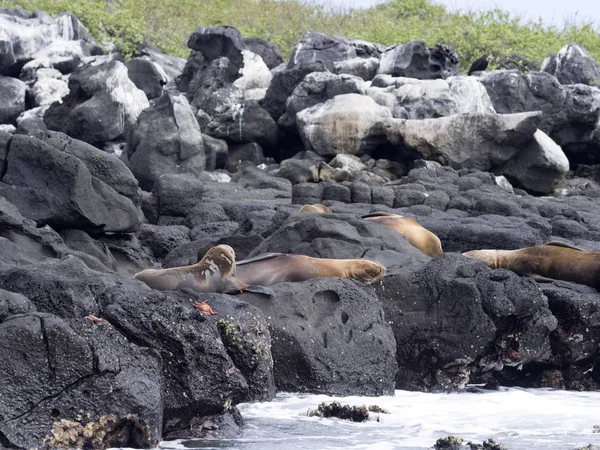 Group Galapagos Sea Lion Zalophus Wollebaeki Resting Rocks Galapagos Ecuador — Stock Photo, Image